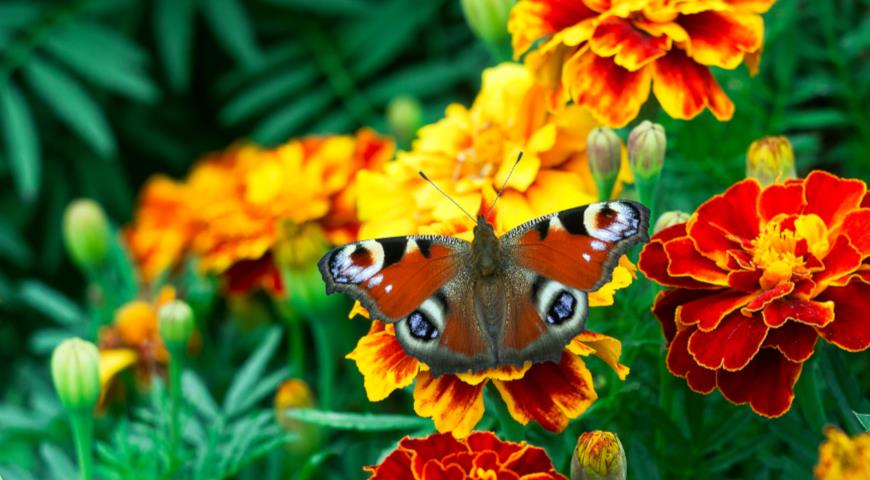Бархатцы и бабочка павлиний глаз