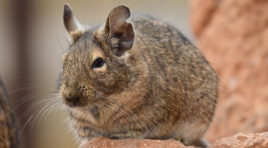 Карликовая шиншилла, дегу (Octodon degus)