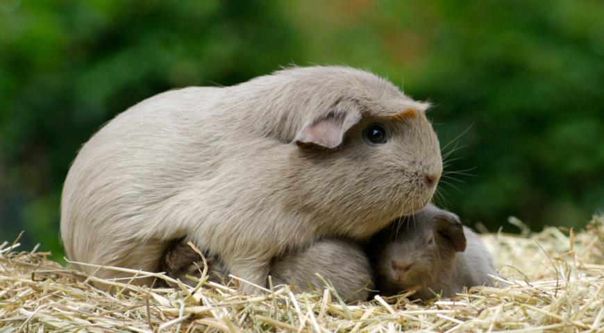 Морская свинка (Cavia porcellus)