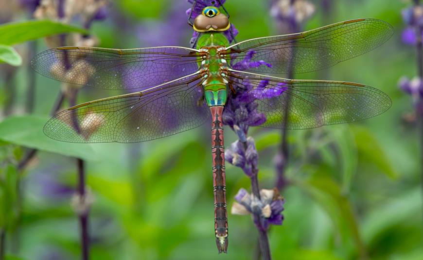 Дедка обыкновенный (Gomphus vulgatissimus)