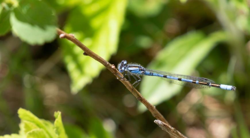 Стрекоза-стрелка (Coenagrionidae)