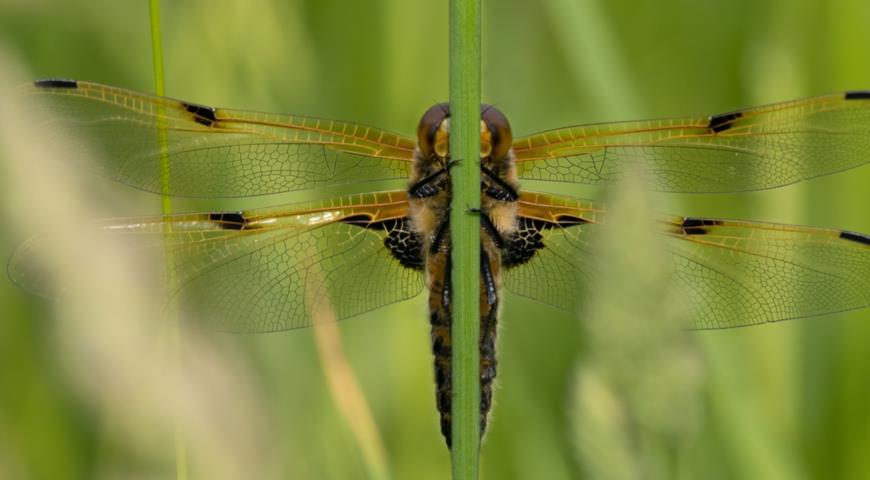 Стрекоза четырехпятнистая, плоскобрюх (Libellula quadrimaculata)