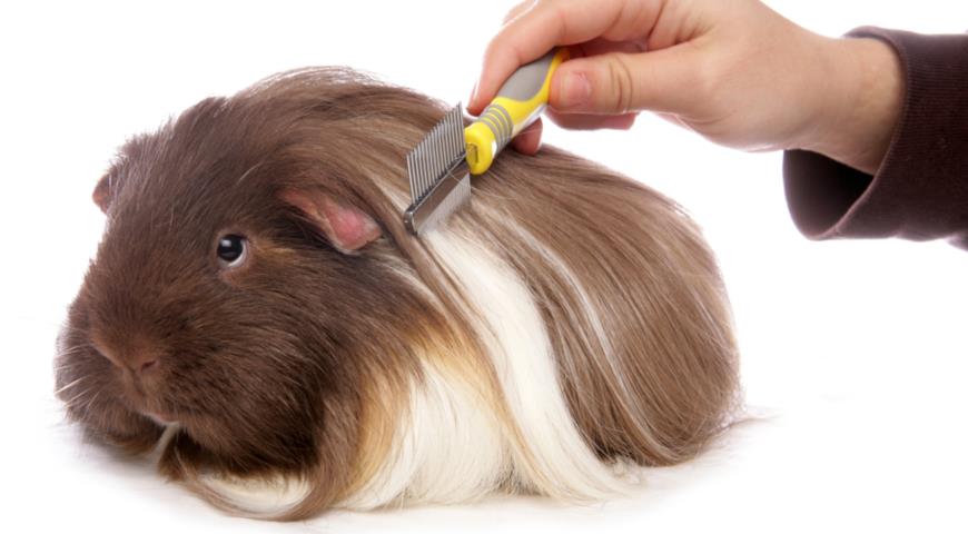 Морская свинка (Cavia porcellus)