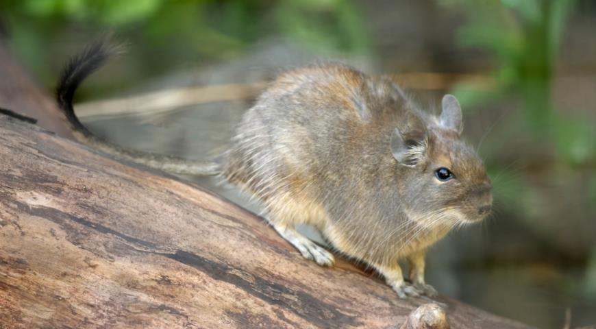 Карликовая шиншилла, дегу (Octodon degus)