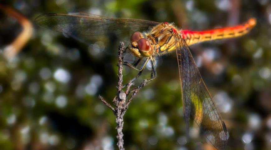 Обыкновенный змеешейка (Sympetrum vulgatum)