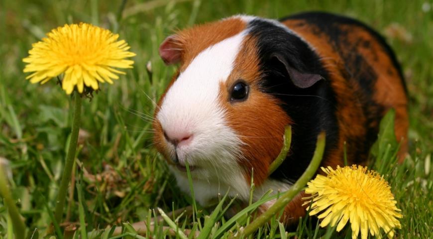 Морская свинка (Cavia porcellus)