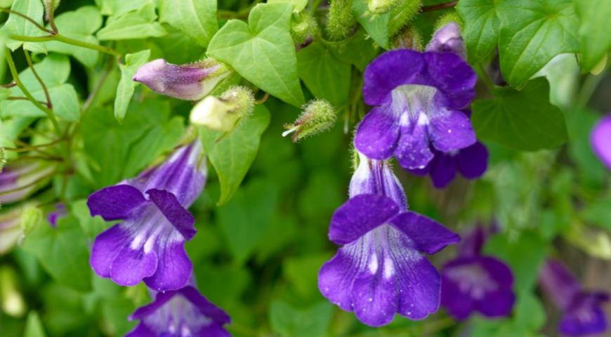  Маурандия лазающая (Maurandya scandens), или азарина лазающая (Asarina scandens)