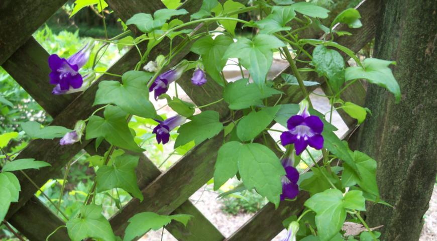  Маурандия лазающая (Maurandya scandens), или азарина лазающая (Asarina scandens)