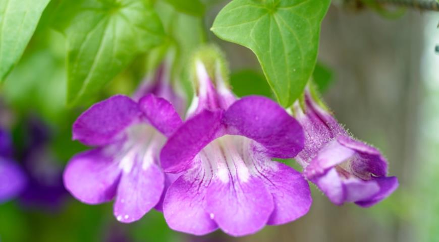  Маурандия лазающая (Maurandya scandens), или азарина лазающая (Asarina scandens)