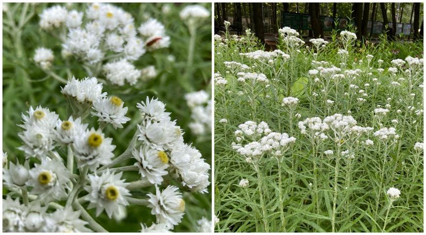 Анафалис жемчужный (Anaphalis margaritacea)