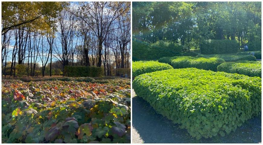 Герань кантабрийская, кембриджская (Geranium х cantabrigense Cambridge)