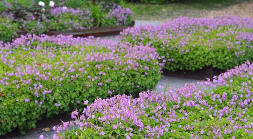 Герань кантабрийская, кембриджская (Geranium х cantabrigense Cambridge)