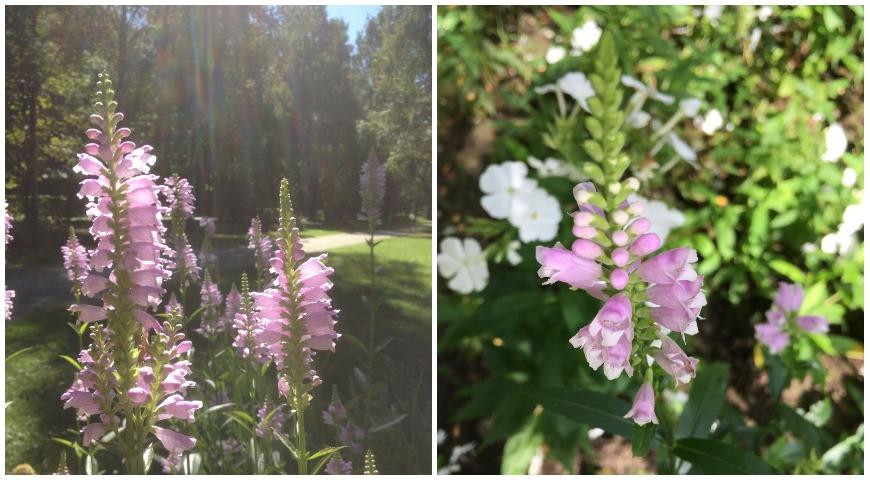 Физостегия виргинская (Physostegia virginiana)