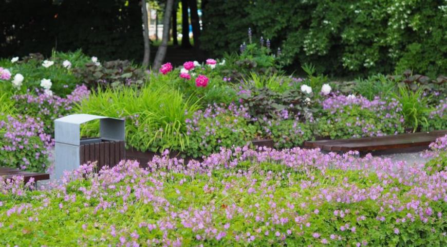 Герань кантабрийская, кембриджская (Geranium х cantabrigense Cambridge)