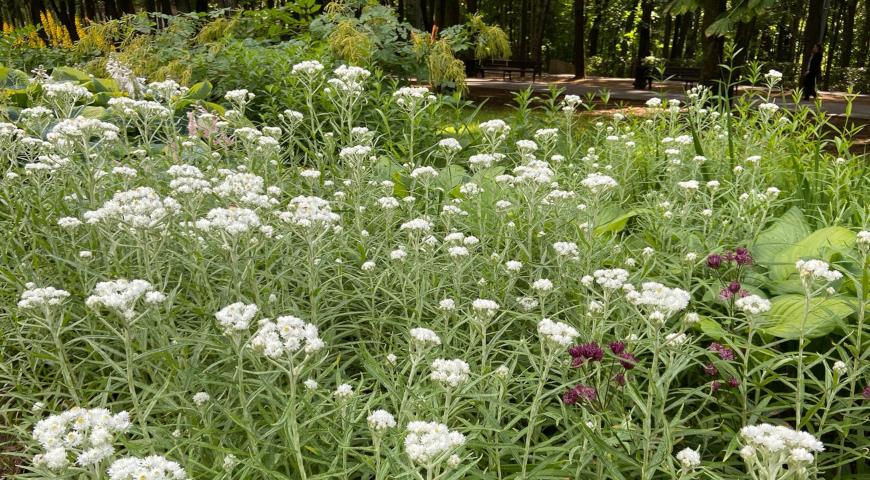 Анафалис жемчужный (Anaphalis margaritacea)