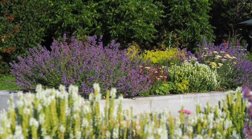 Котовник Фассена (Nepeta faassenii)