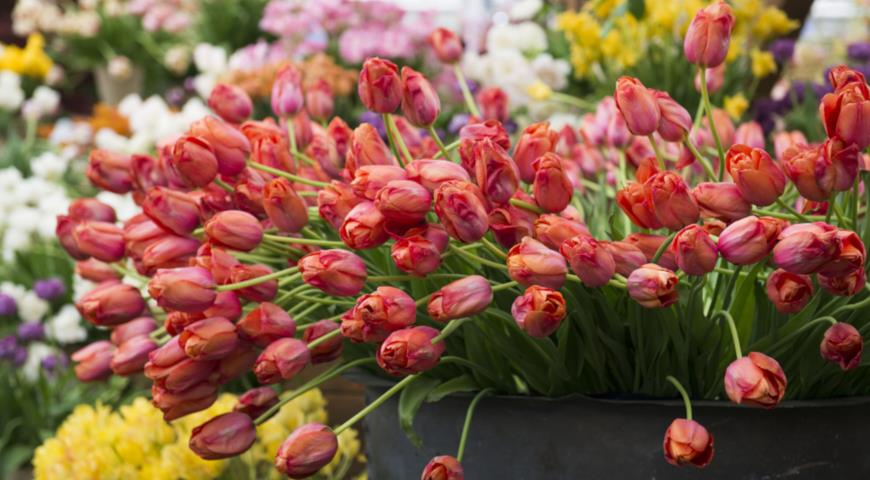 Самые главные садовые и цветочные выставки весной 2024, куда пойти весной, букет тюльпанов