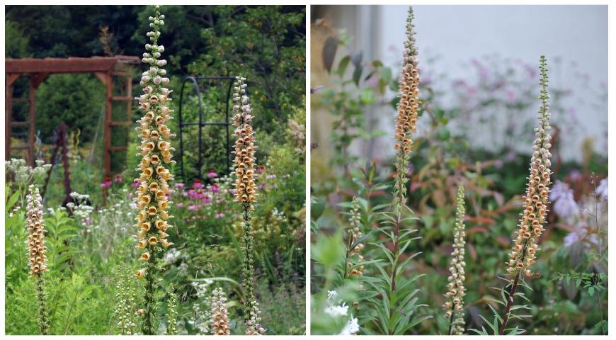 Наперстянка ржавая (Digitalis ferruginea)