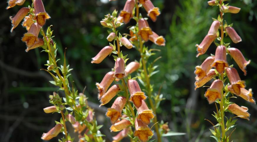 Наперстянка темная (Digitalis obscura)