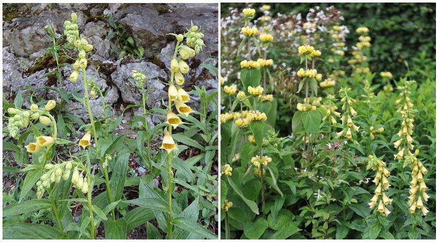 Наперстянка крупноцветковая (Digitalis grandiflora)