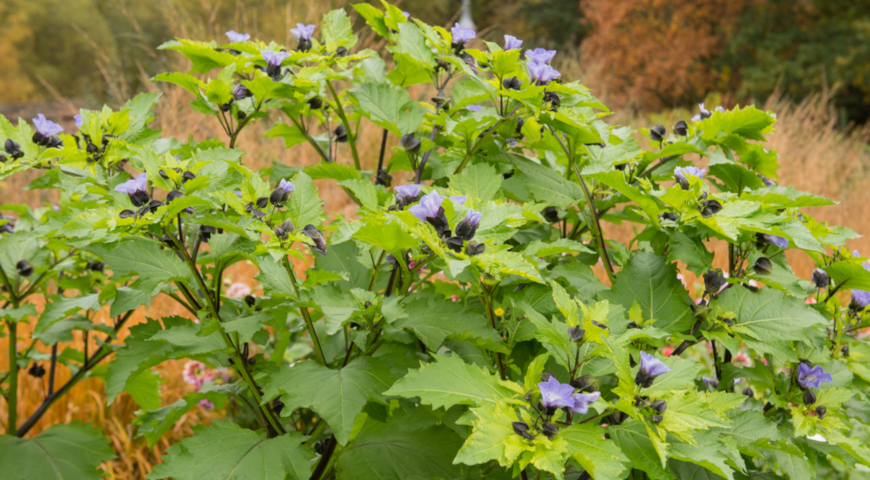 Никандра физалисовидная  (Nicandra physaloides) 