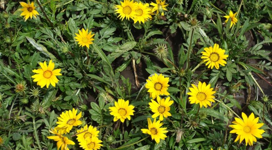 Гацания жестковатая, или блестящая (Gazania  rigens, Gazania splendens) 