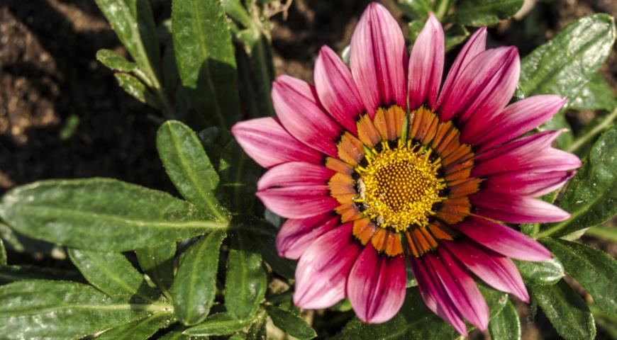 Газания гибридная (Gazania x hybrida)