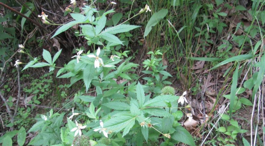 Гилления прилистниковая (Gillenia stipulata) (Фото: https://plants.ces.ncsu.edu)