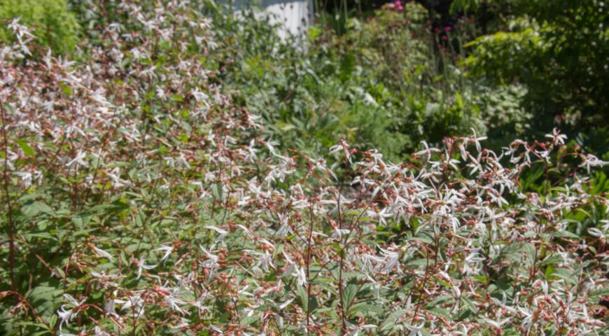 Гилления трехлистная (Gillenia trifoliata)