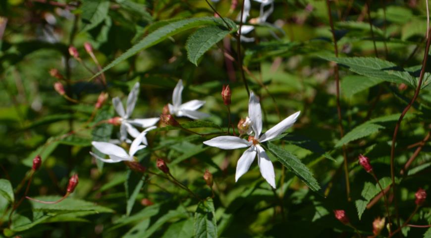 Гилления трехлистная (Gillenia trifoliata)