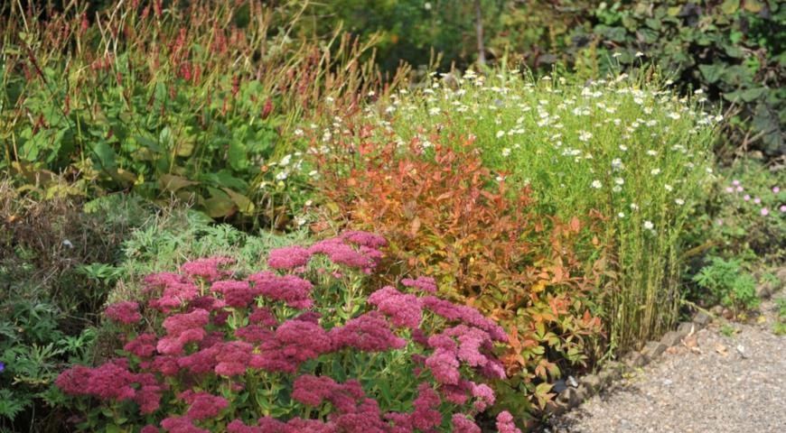 Розовый седум (Sedum), гилления трехлистная (Gillenia trifoliata) оранжевой осенней окраски и белые ромашки в цветочном миксбордере в октябре.