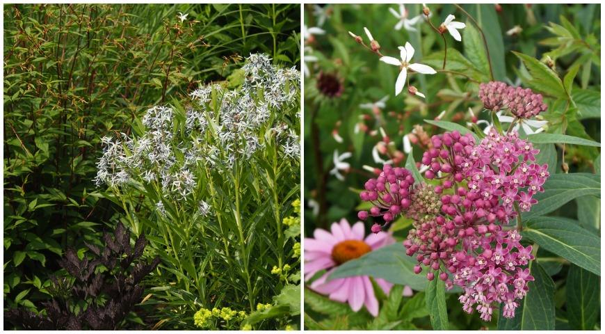 Гилления трехлистная (Gillenia trifoliata), амсония (Amsonia), манжетка (Alchemilla).Гилления трехлистная (Gillenia trifoliata), ваточник и эхинацеи