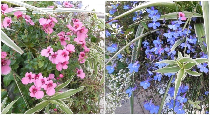 Как использовать хлорофитум в саду, идеи дизайна и цветников