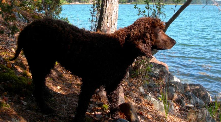 Ирландский водяной спаниель (Irish Water Spaniel) 