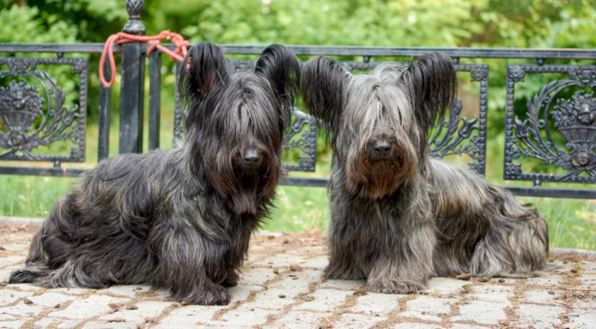 Скай-терьеры (Skye terrier)