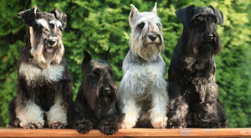 Шнауцеры (Schnauzer)