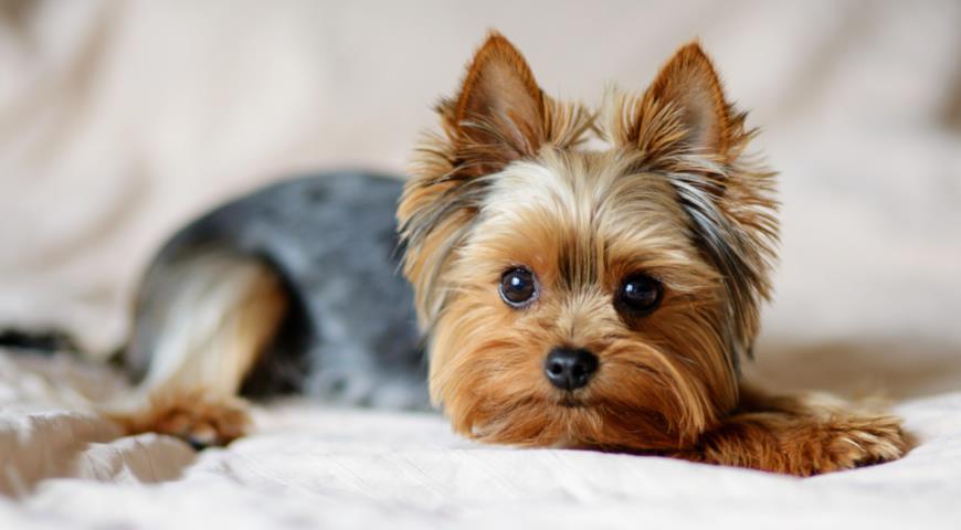 Йоркширский терьер (Yorkshire terrier)