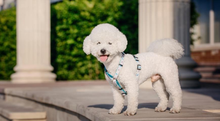 Бишон фризе (Bichon Frise)