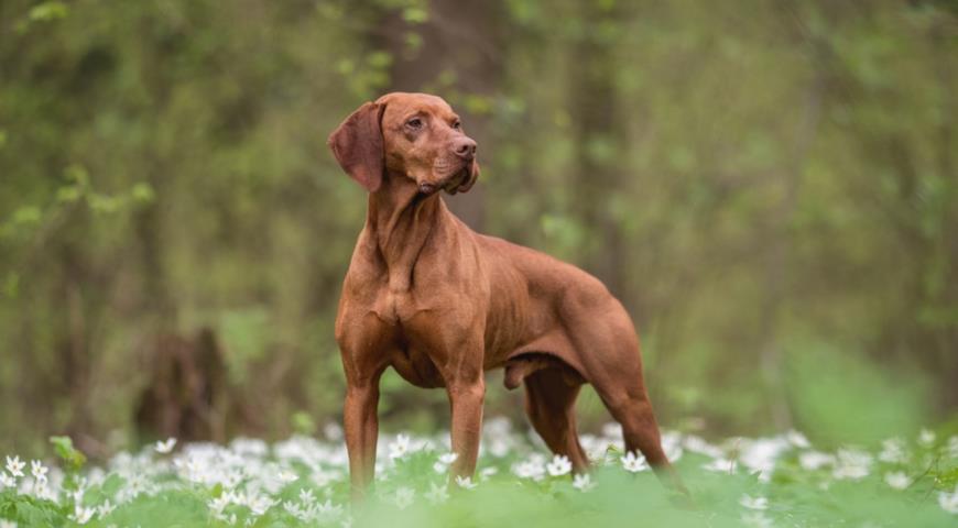 Выжла (Vizsla)