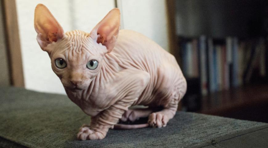 Канадский сфинкс (Canadian Sphynx)