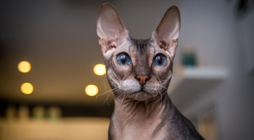 Донской сфинкс (лысак) (Don Sphynx, Russian Hairless)