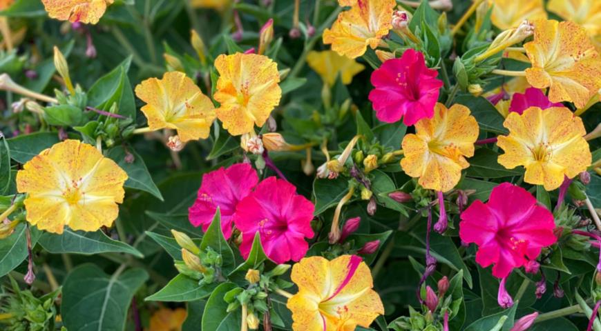 Мирабилис ялапа (Mirabilis jalapa)