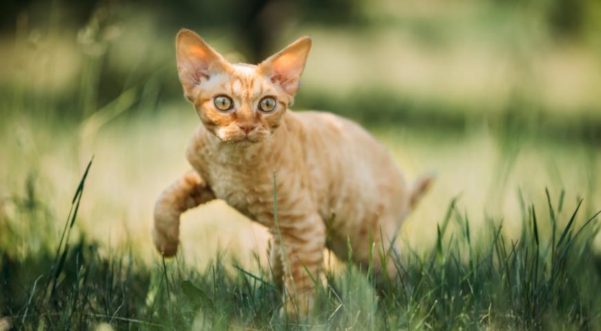 Девон-рекс (Devon Rex)