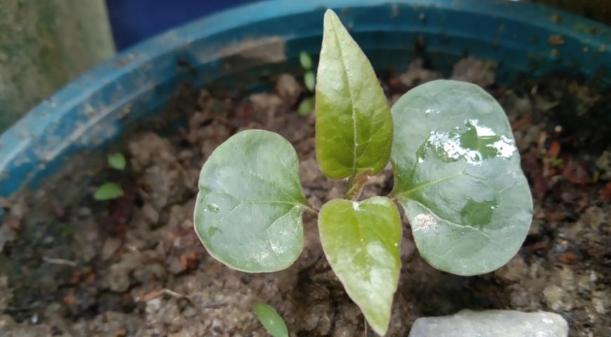 сеянец Мирабилис ялапа (Mirabilis jalapa)