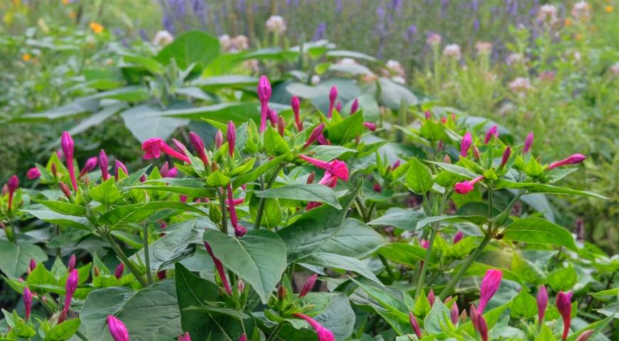 Мирабилис ялапа (Mirabilis jalapa) в саду