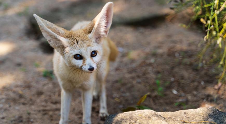 Лиса-фенека (Fennecus zerda)