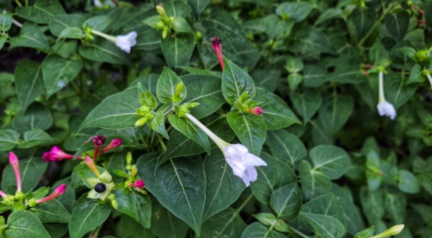 Мирабилис ялапа (Mirabilis jalapa)