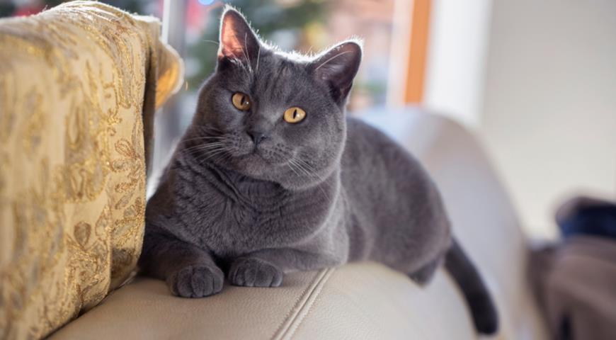 Шартрез (Chartreux) – французская порода кошек