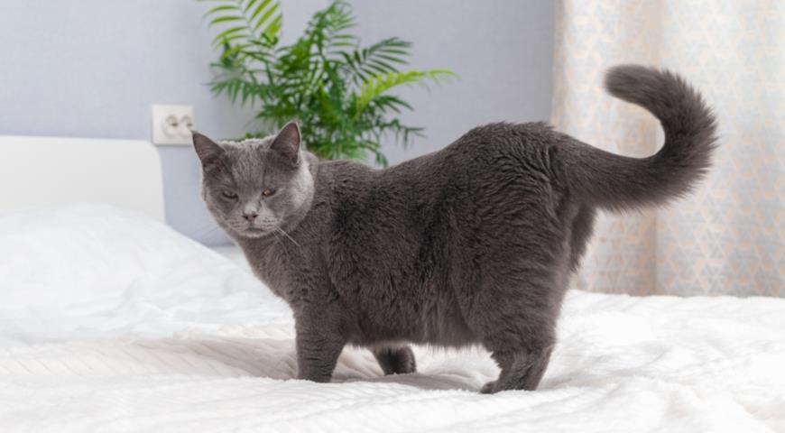Шартрез (Chartreux) – французская порода кошек