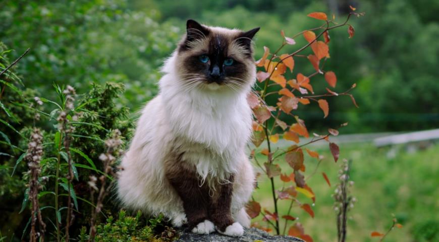 кошка породы Рэгдолл (Ragdoll)